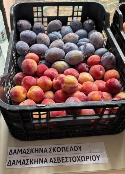 damaskina-nees-poikilies.jpg