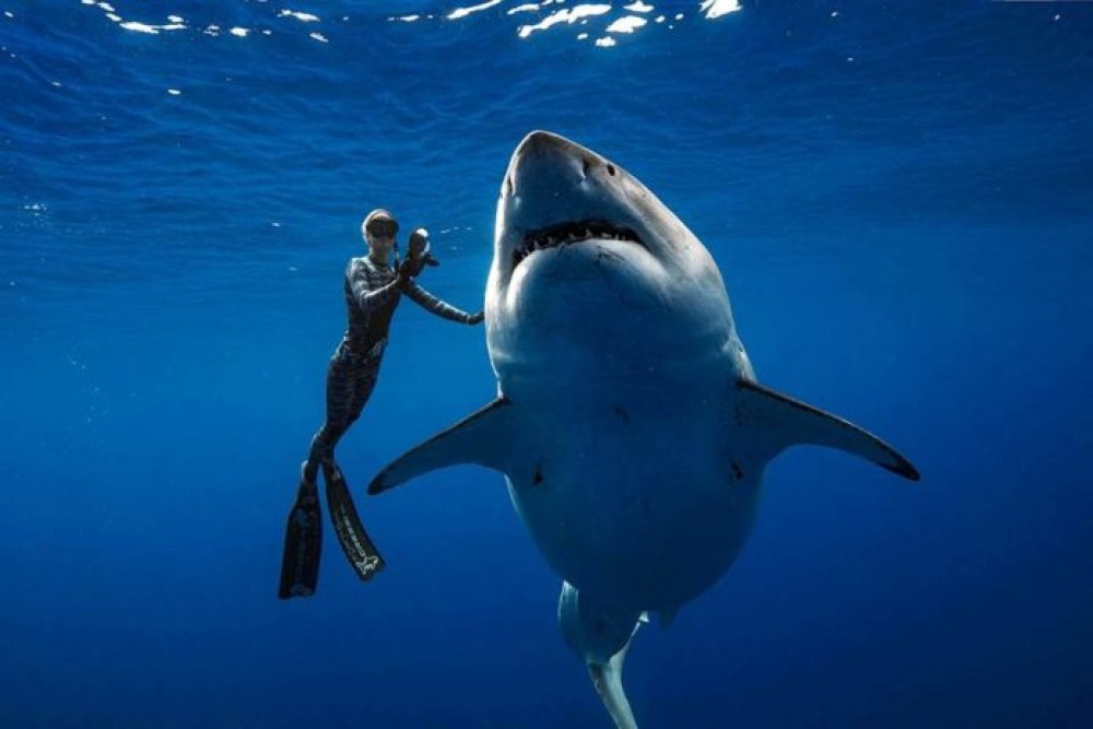 Deep Blue