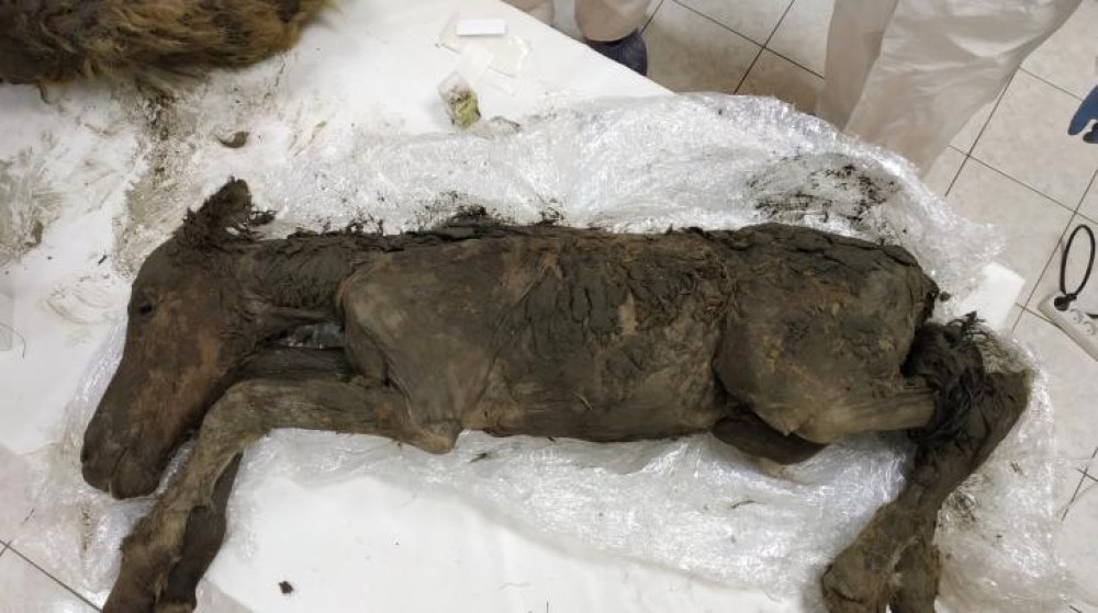 Υγρό αίμα και ούρα βρέθηκαν σε άλογο 42.000 ετών!