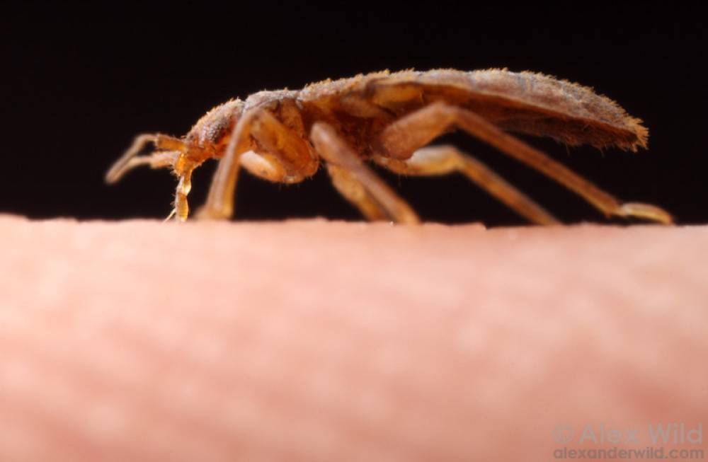 Οι κοριοί υπάρχουν από την εποχή των δεινοσαύρων!