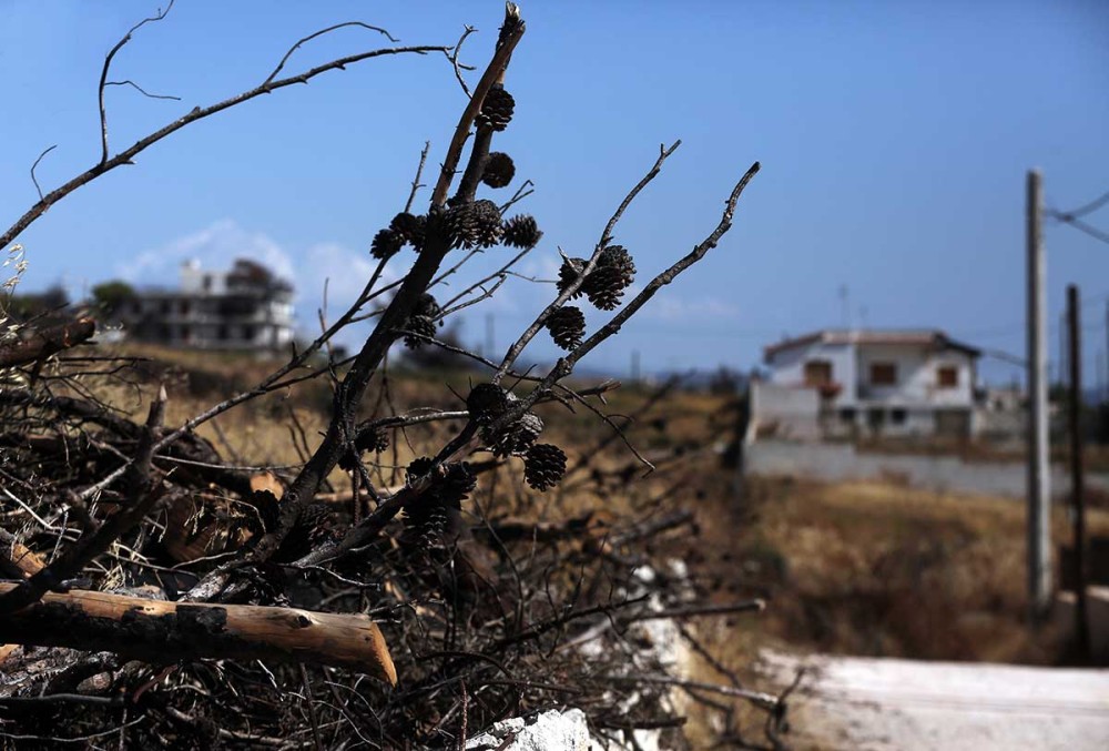 Μάτι: Πράσινη αναζωογόννηση περιοχών με χρηματοδότηση της Περιφέρειας Αττικής