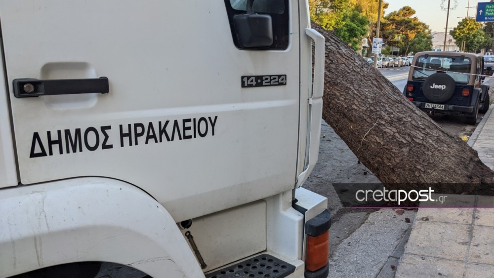 Ηράκλειο-Αυτοψία είχε αναδείξει την επικίνδυνη κλίση του πεύκου που καταπλάκωσε τον 51χρονο 