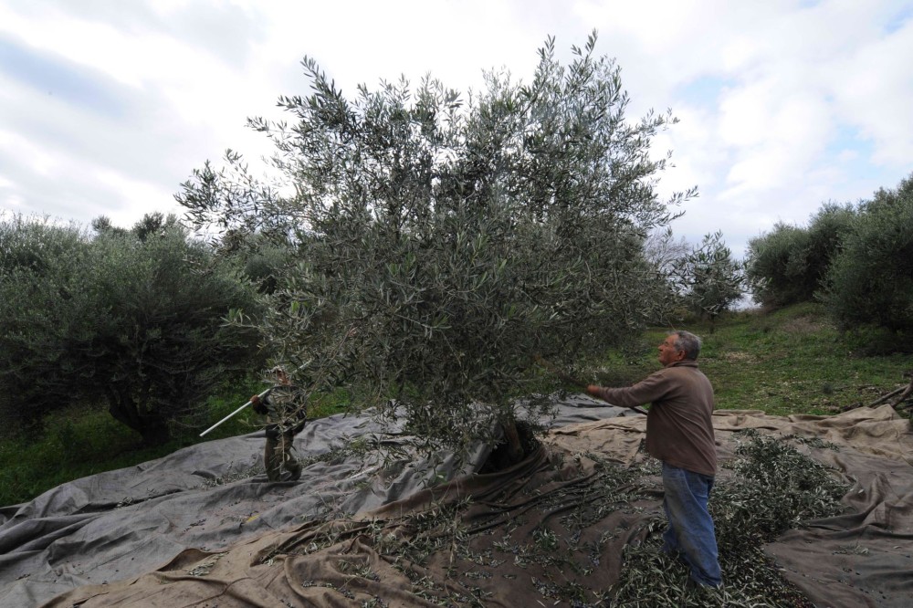 Ηράκλειο: Η «χρυσή» χρονιά της Κρήτης για το ελαιόλαδο- Πρόβλημα, η έλλειψη εργατών γης