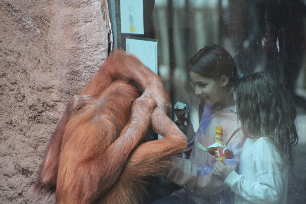 Οι άνθρωποι μπορούν να καταλάβουν πολλές χειρονομίες των πιθήκων