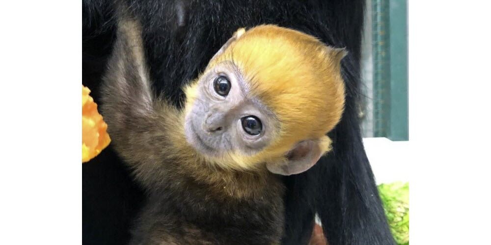 Γαλλία: Γεννητούρια ελπίδας σπάνιου πιθήκου σε ζωολογικό κήπο (pic & vid)