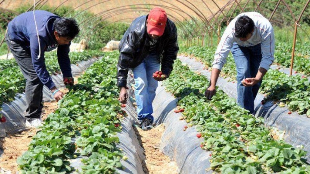 &#8220;Πράσινο φως&#8221; για την έλευση 7.000 εργατών γης από την Αλβανία