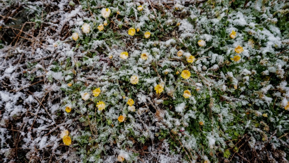 frost.minagric.gr: Εφαρμογή-ασπίδα προστασίας για τους αγρότες από τον παγετό