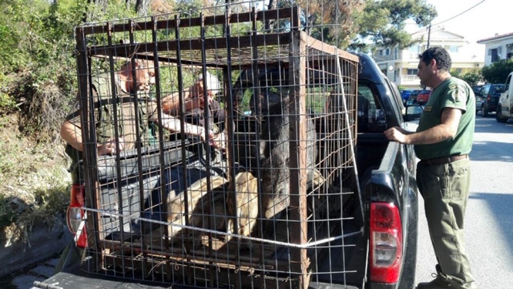 Μετακινήσεις αγριογούρουνων σε περιοχές του βιοτόπου τους