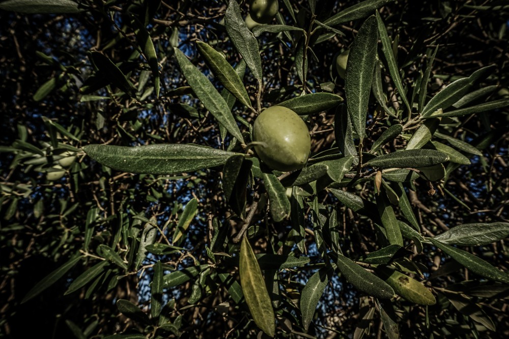 Χρυσάφι φέτος το λαδάκι - Σπάει όλα τα ρεκόρ