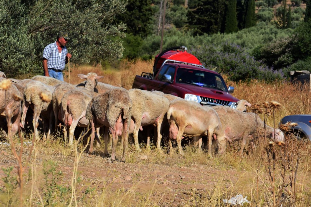 ΥΠΑΑΤ: ανακοίνωσε νέα μέτρα για την αντιμετώπιση της ευλογιάς των προβάτων