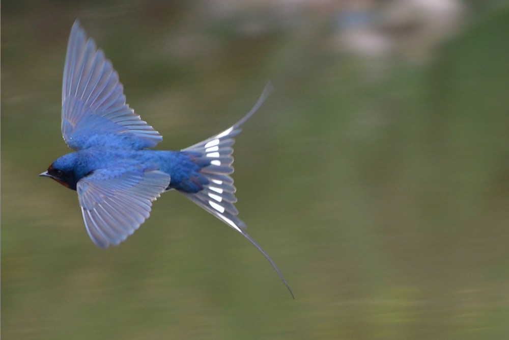 Περιοχές Natura 2000: H αξιοποίησή τους μπορεί να συνεισφέρει 2 δισ. ευρώ τον χρόνο