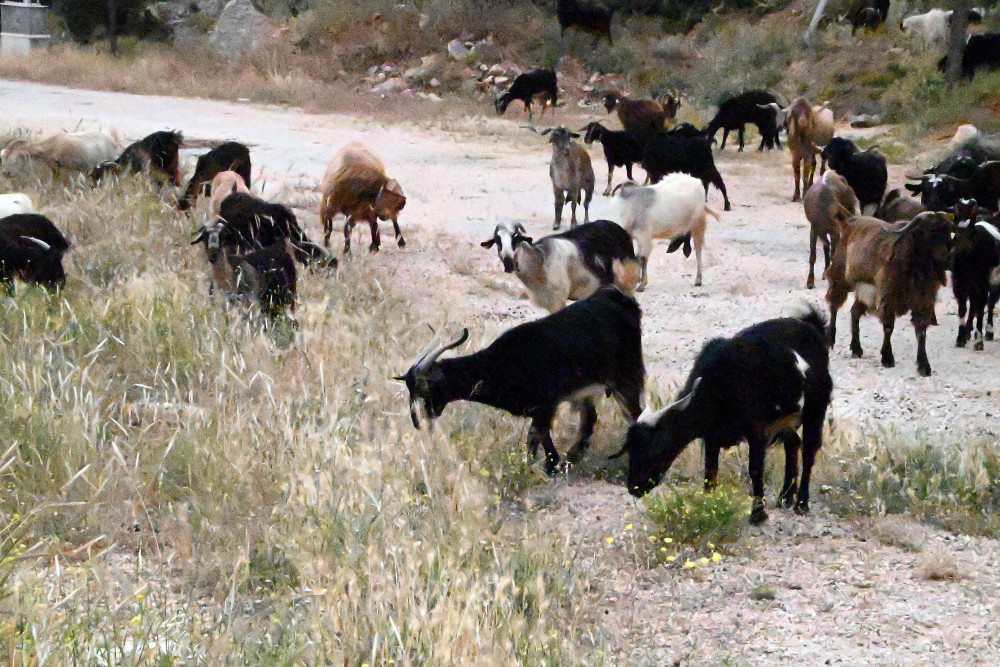 ΟΠΕΚΕΠΕ: Η κυβέρνηση βάζει τάξη - η αντιπολίτευση κραυγάζει
