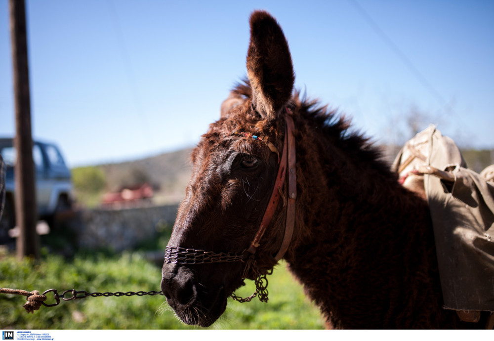 Οι παθογένειες και οι γάιδαροι με φτερά