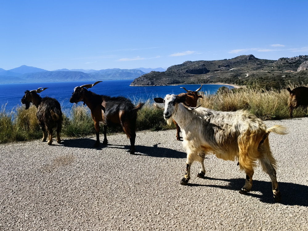 Πηγές ΝΔ για ΟΠΕΚΕΠΕ: Η κυβέρνηση επενδύει στη διαφάνεια και την εξωστρέφεια του πρωτογενούς τομέα