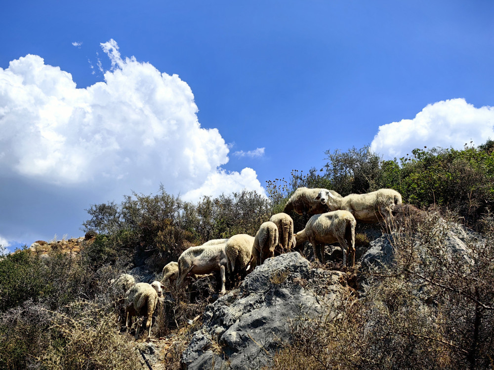 Πηγές ΝΔ για ΟΠΕΚΕΠΕ: Μονόδρομος η τάξη στις επιδοτήσεις - Νέο διαφανές σύστημα