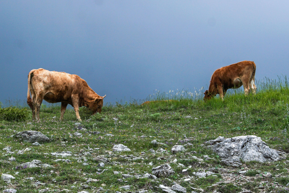 Περιορισμένος ανταγωνισμός, μεγάλο περιθώριο κέρδους στα κτηνιατρικά φάρμακα