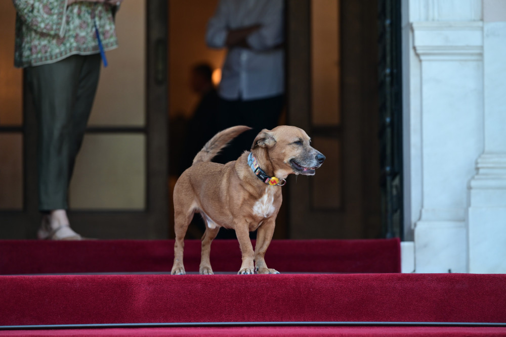 «Ψήφος εμπιστοσύνης» από τον υπουργό Εσωτερικών των ΗΠΑ στον... γλυκύτατο Πίνατ (photos)