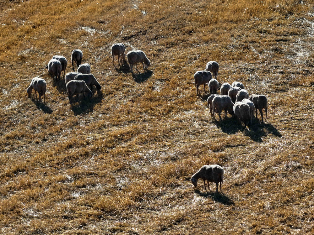 Οκτώ συλλήψεις για παραβίαση των μέτρων για την ευλογιά - Χιλιάδες έλεγχοι
