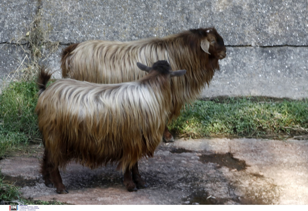 Εθνική επιστημονική πρωτοβουλία για την αντιμετώπιση της ευλογιάς των αιγοπροβάτων