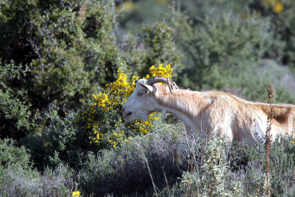 ΥΠΑΑΤ: Νέο ψηφιακό σύστημα πληρωμών από το 2026 - Ενισχύεται η παραγωγή, διασφαλίζονται κονδύλια