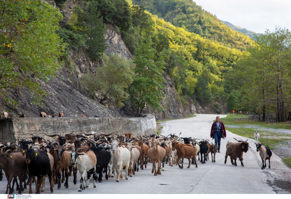 ΥΠΑΑΤ: επιπλέον 50 εκατ. σε κτηνοτρόφους και περιφέρειες για την ευλογιά