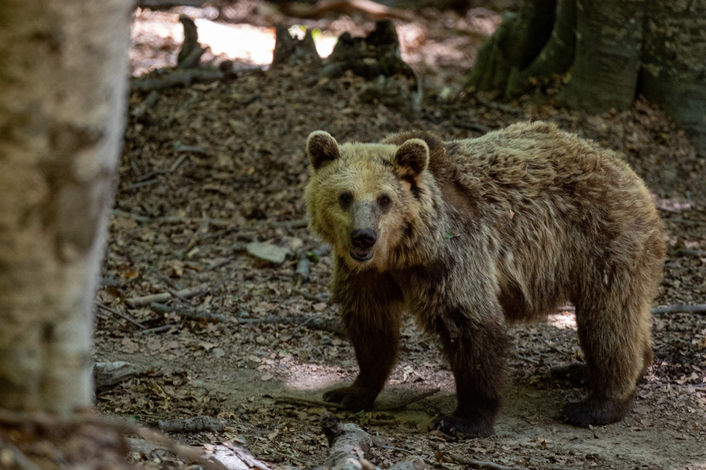 Φρίκη στη Δράμα: πυροβόλησαν, σκότωσαν και αποκεφάλισαν αρκούδα σε ορεινή περιοχή