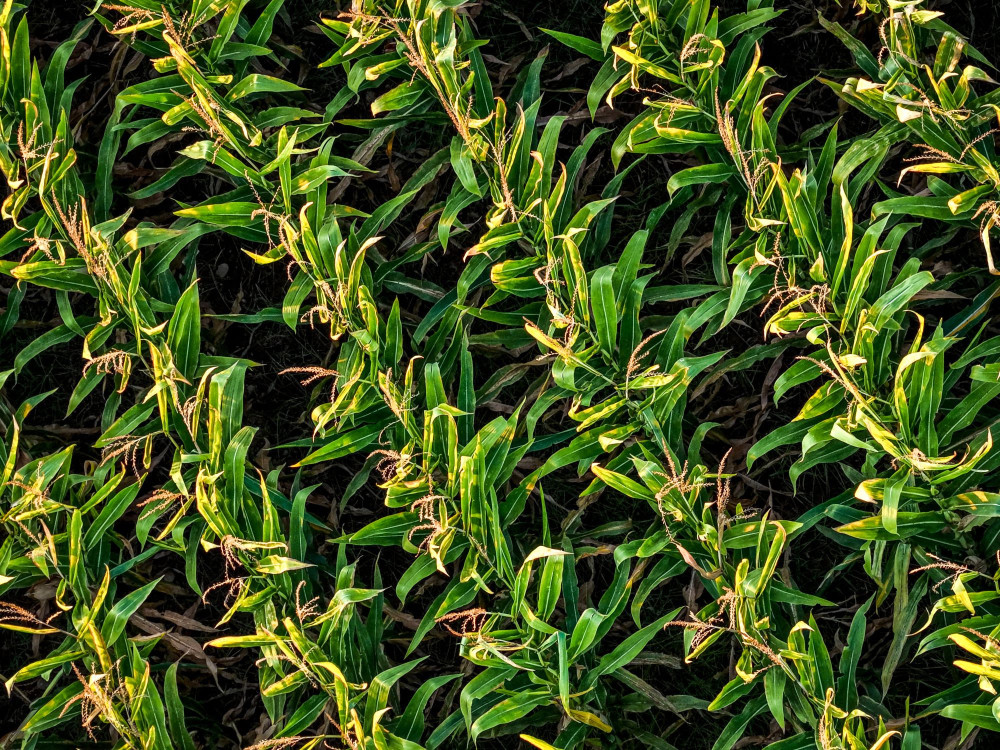 ΕΕ: συμφωνία για νέα γενιά γενετικά τροποποιημένων φυτών