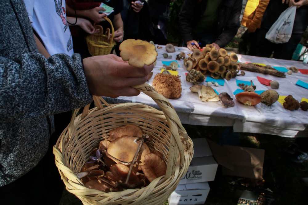 Θεσσαλονίκη: στο ΑΧΕΠΑ νοσηλεύεται με οξεία ηπατική ανεπάρκεια ζευγάρι που έφαγε μανιτάρια