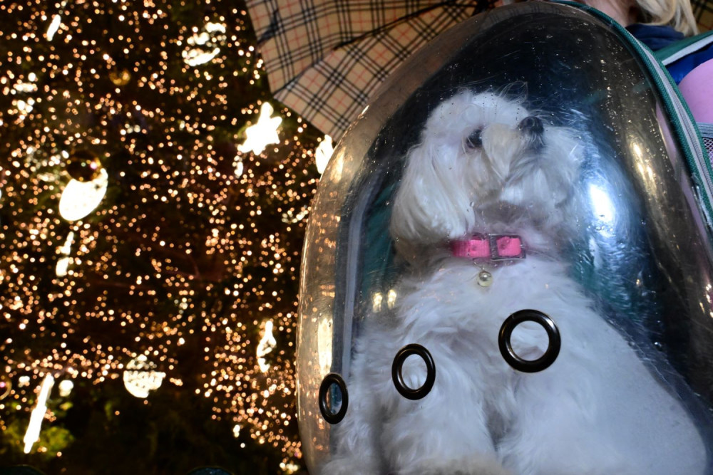 «Χρυσοί» κάδοι για τους σκύλους: σφοδρή επίθεση Κώστα Μπακογιάννη σε Χάρη Δούκα