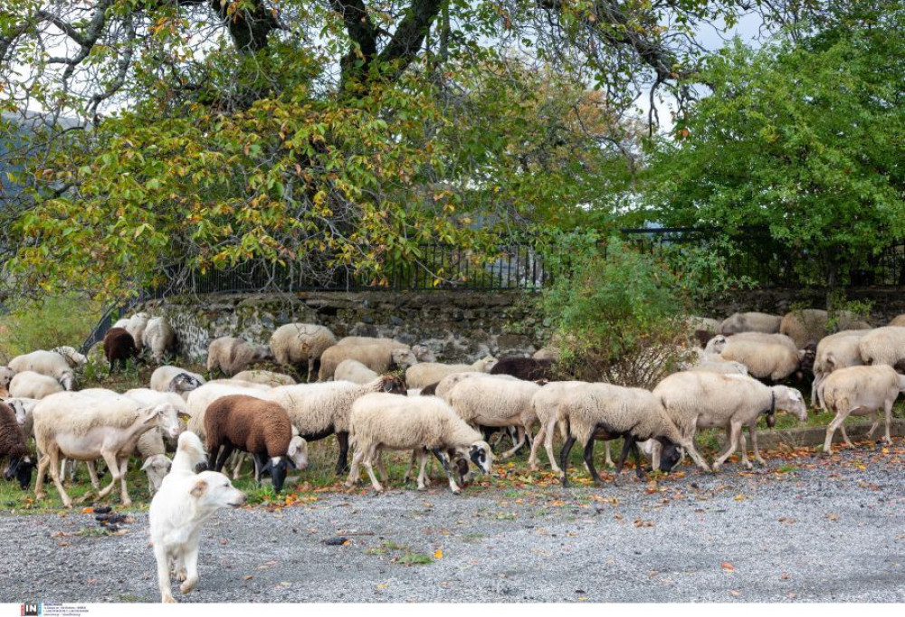 Πέλλα: ραγίζει καρδιές ο κτηνοτρόφος που νοσηλεύεται με εγκεφαλικό γιατί θα του θανατώσουν τα ζώα λόγω ευλογιάς (video)