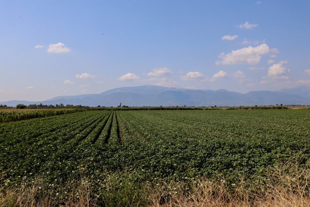 ΟΠΕΚΕΠΕ: σε ισχύ από σήμερα η ψηφιακή εφαρμογή για αγροτεμάχια χωρίς ΚΑΕΚ