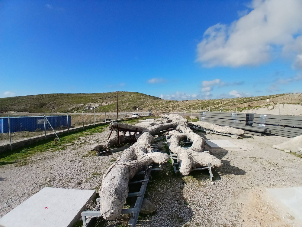 Λέσβος: «ξαναζεί» ένα δένδρο ηλικίας 18 εκατ. ετών