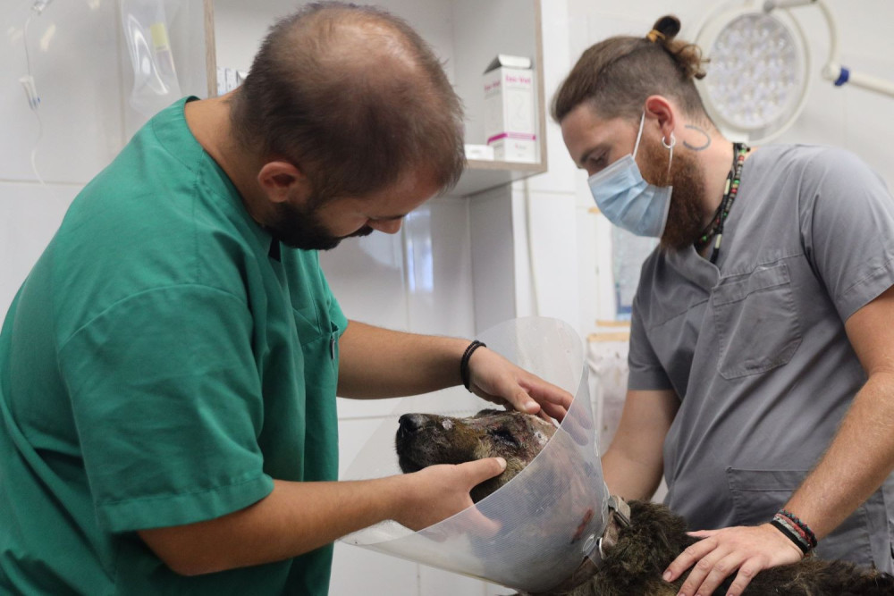 Πανελλήνιος Κτηνιατρικός Σύλλογος: Να πέσει ο ΦΠΑ στα κτηνιατρεία - Ζήτημα επιβίωσης, όχι προνόμιο