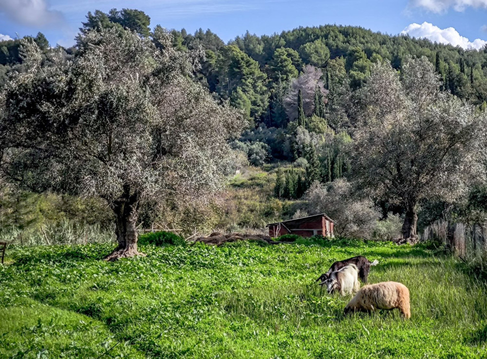 Γιώργος Κεφαλάς: «Δεν υπάρχει μελέτη που να αναγνωρίζει τη φυλή αιγοπροβάτων του Ρουμλουκίου»