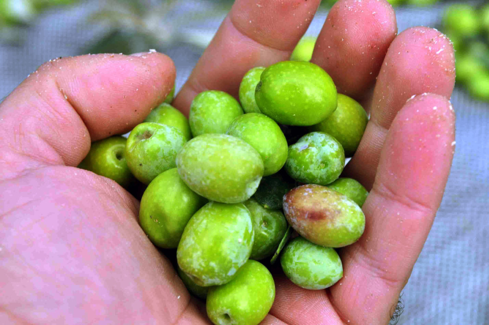 Με τη φέτα και το ελαιόλαδο στον παγκόσμιο χάρτη