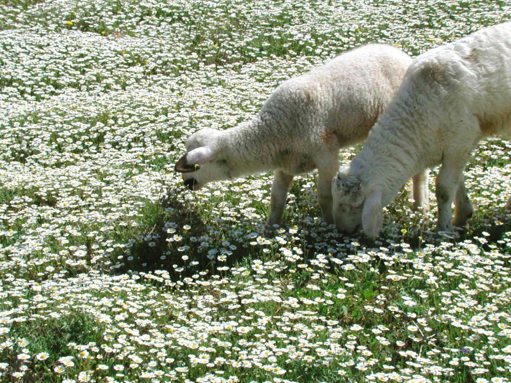 Όταν ο ΣΥΡΙΖΑ «ανακαλύπτει» την κτηνοτροφία: κραυγές ευθύνης χωρίς ίχνος σοβαρότητας