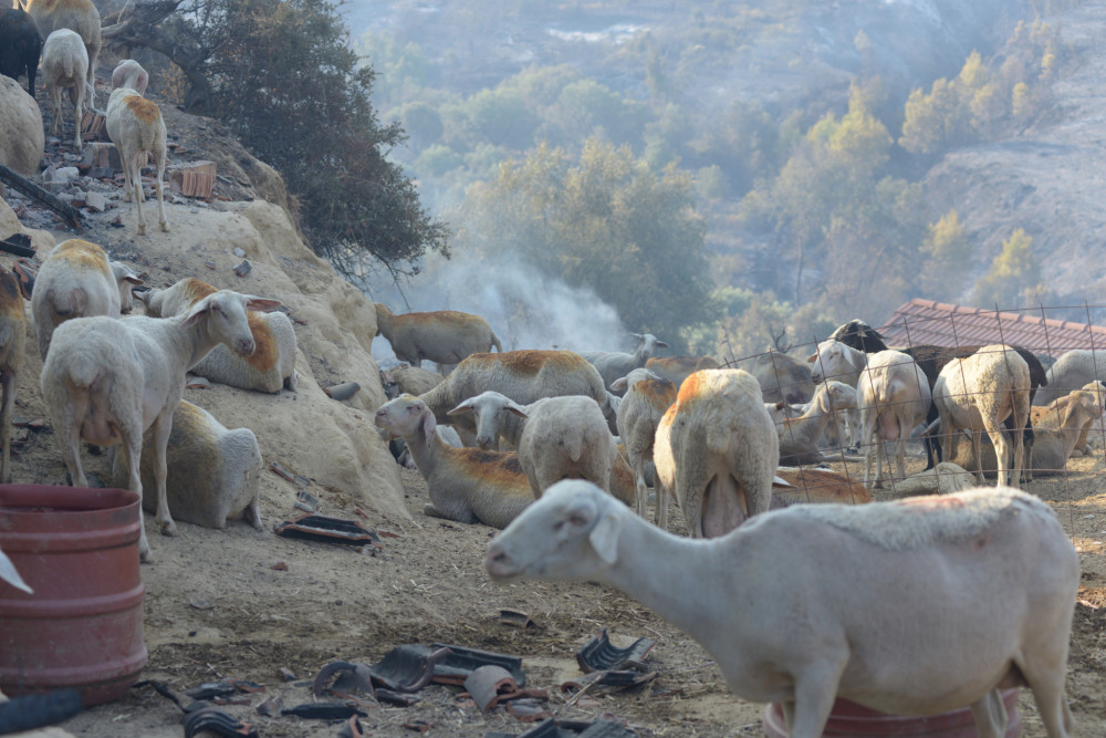 Αγροτικό νομοσχέδιο με άρωμα σύμπλευσης: ΠΑΣΟΚ, ΣΥΡΙΖΑ και Νέα Αριστερά στον ίδιο άξονα