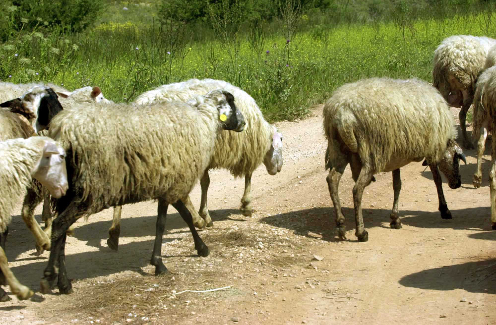 Πέντε συλλήψεις για παραβίαση των μέτρων πρόληψης της ευλογιάς σε Κιλκίς και Ελασσόνα