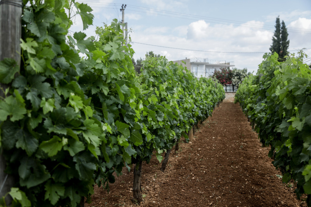 Σφοδρή επίθεση Σπυρόπουλου για τα οινοποιεία της Μαντίνειας - «Ήμουν μόνος μου και απέναντί μου όλοι σας»