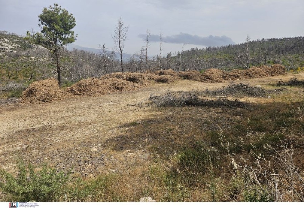 Καθαρισμός οικοπέδων: νέο πλαίσιο με το σχέδιο νόμου «Ενεργή Μάχη» - Οι προθεσμίες, οι έλεγχοι και τα πρόστιμα