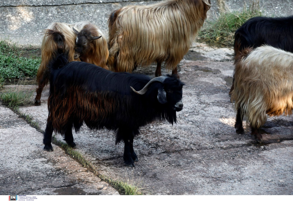 Ευλογιά αιγοπροβάτων: ξεκινά η ενεργοποίηση ιδιωτών κτηνιάτρων
