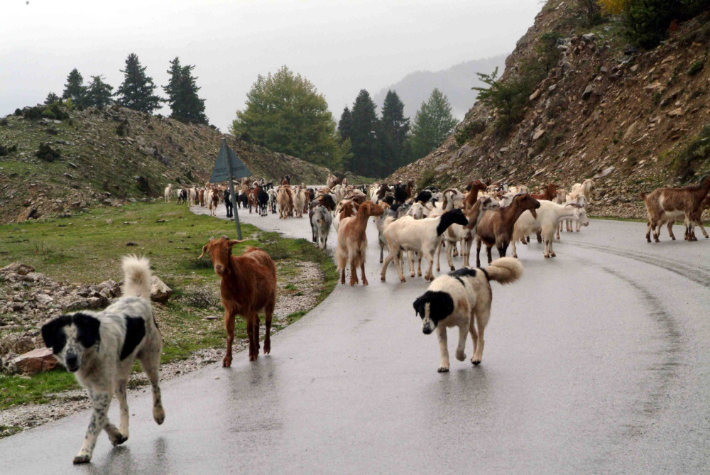 ΥΠΑΑΤ: ακόμη 45 προσλήψεις για την ευλογιά - Ξεκινούν το Σάββατο οι αιτήσεις