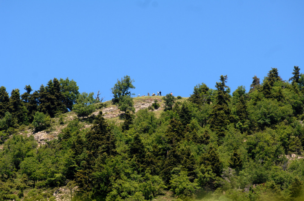 Από τα ελληνικά βουνά στα αντικαρκινικά φάρμακα - Τι δείχνει μελέτη του ΑΠΘ για τον ίταμο