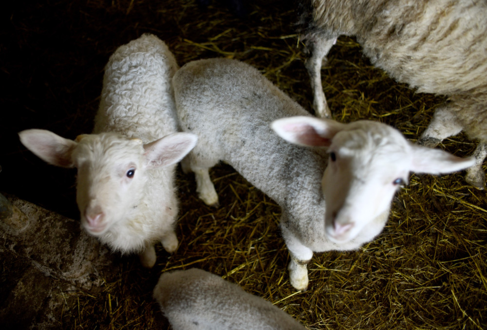 ΥΠΑΑΤ: έως 4 Απριλίου οι αιτήσεις για 45 θέσεις ΙΔΟΧ κατά της ευλογιάς των αιγοπροβάτων