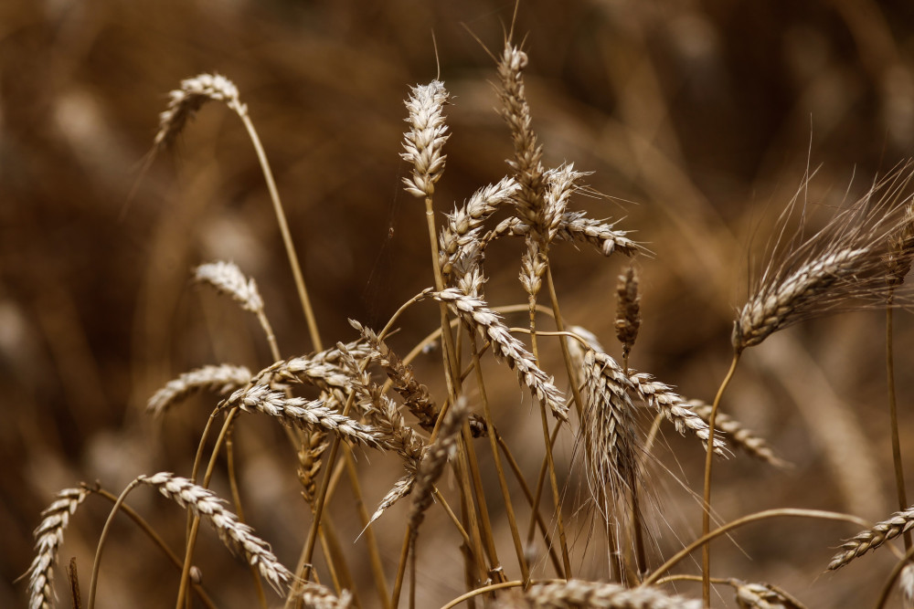 Στο ΦΕΚ οι συνδεδεμένες ενισχύσεις σε σιτάρι και κριθάρι - Πότε αναμένεται η πληρωμή