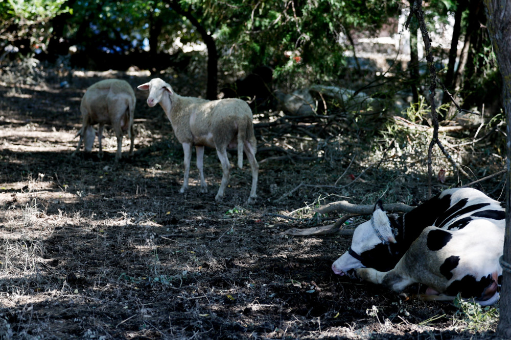 ΥΠΑΑΤ: συνολικά μέχρι σήμερα έχουν επιβεβαιωθεί 13 κρούσματα αφθώδους στη Μυτιλήνη