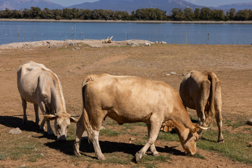 ΥΠΑΑΤ: τρία νέα επιβεβαιωμένα κρούσματα αφθώδους πυρετού στη Λέσβο