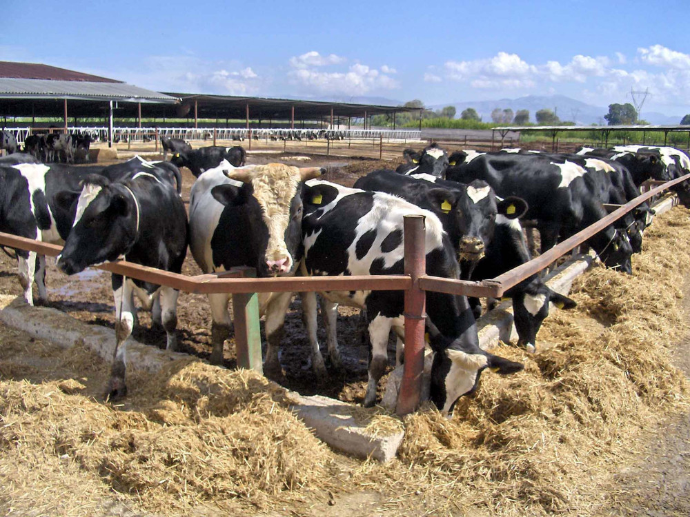 ΥΠΑΑΤ: σχέδιο έκτακτης ανάγκης για τον αφθώδη πυρετό - Διακόπτεται η παραλαβή γάλακτος στη Μυτιλήνη