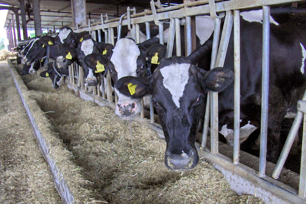 Μυτιλήνη: καθολικό lockdown στα κτηνοτροφικά προϊόντα λόγω του αφθώδους πυρετού