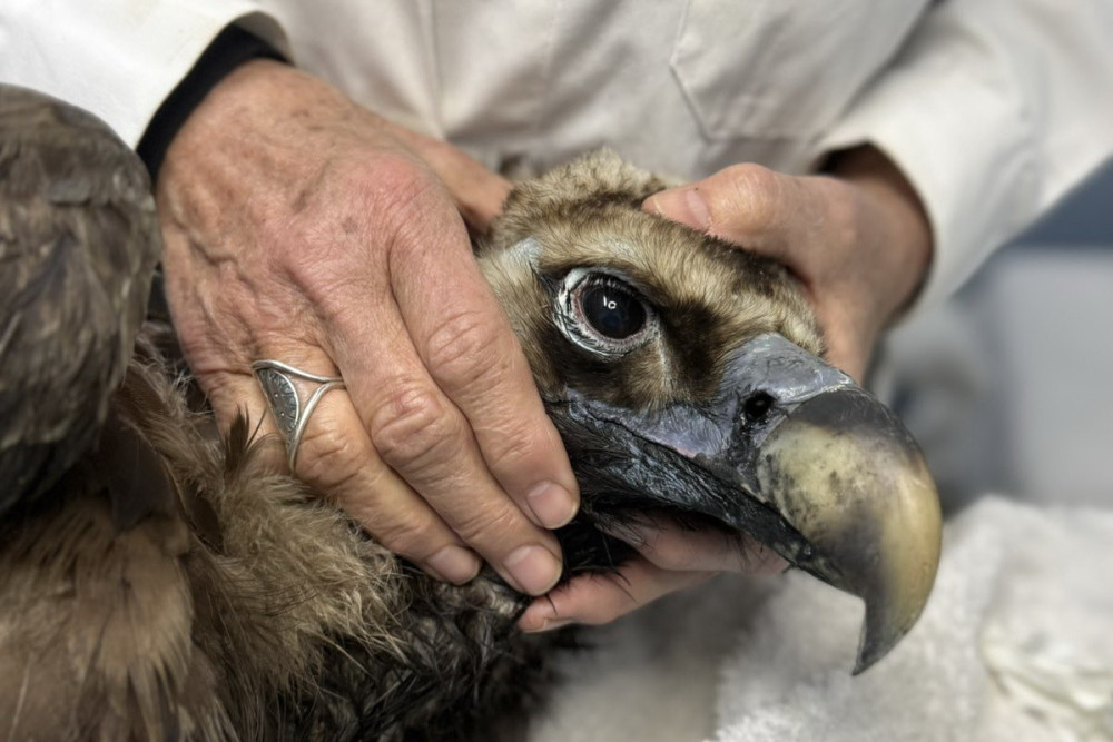 Έβρος: ο μαυρόγυπας «Ιωάννα» επέστρεψε στη Δαδιά και ανανέωσε την ελπίδα (photos)